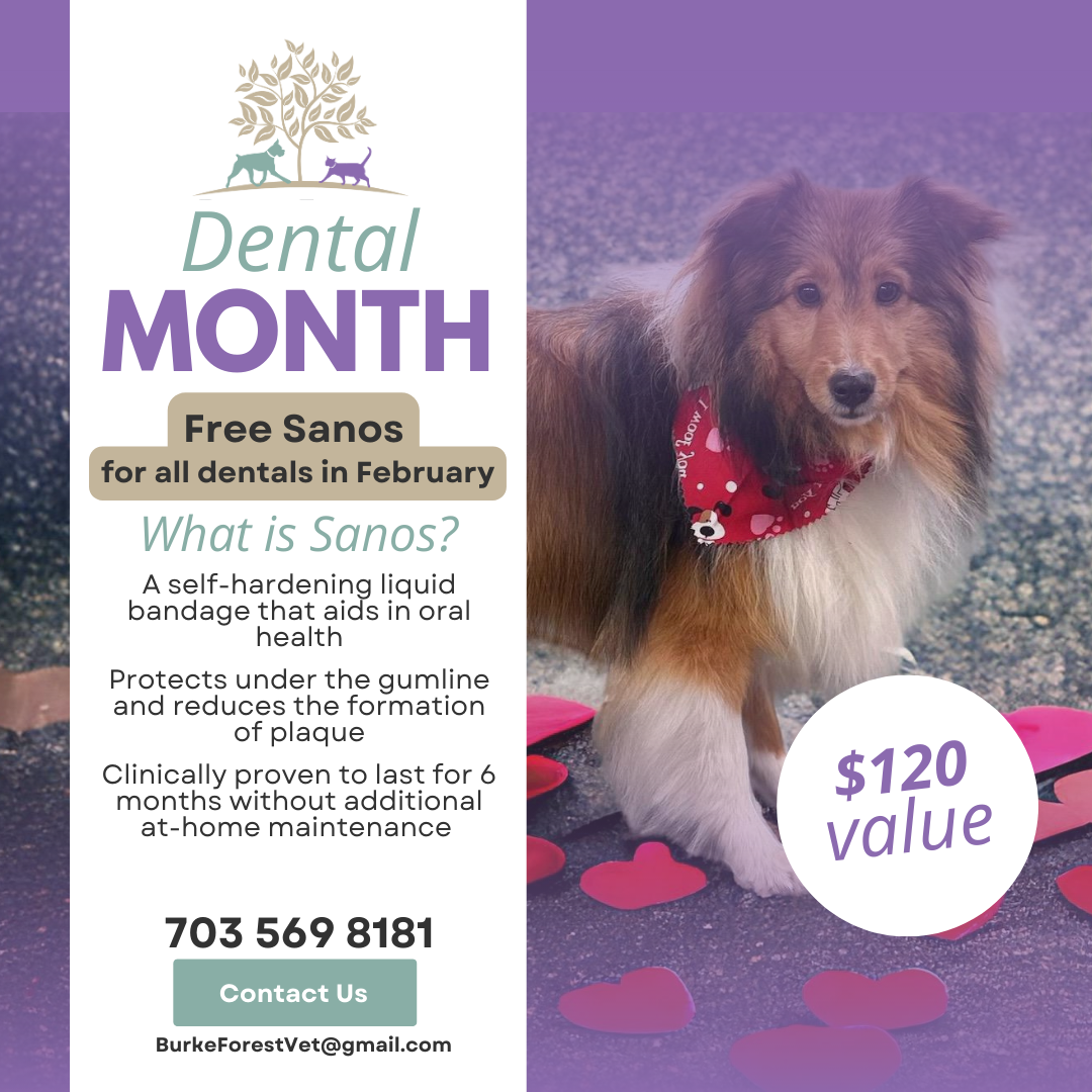 Dental Month: Free Sanos Promotion