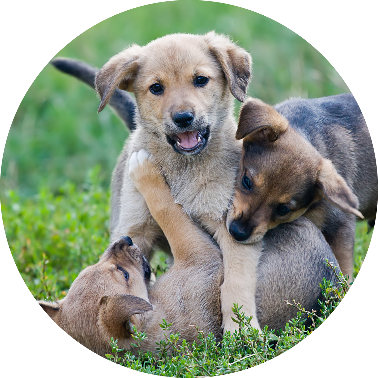 Puppies Playing